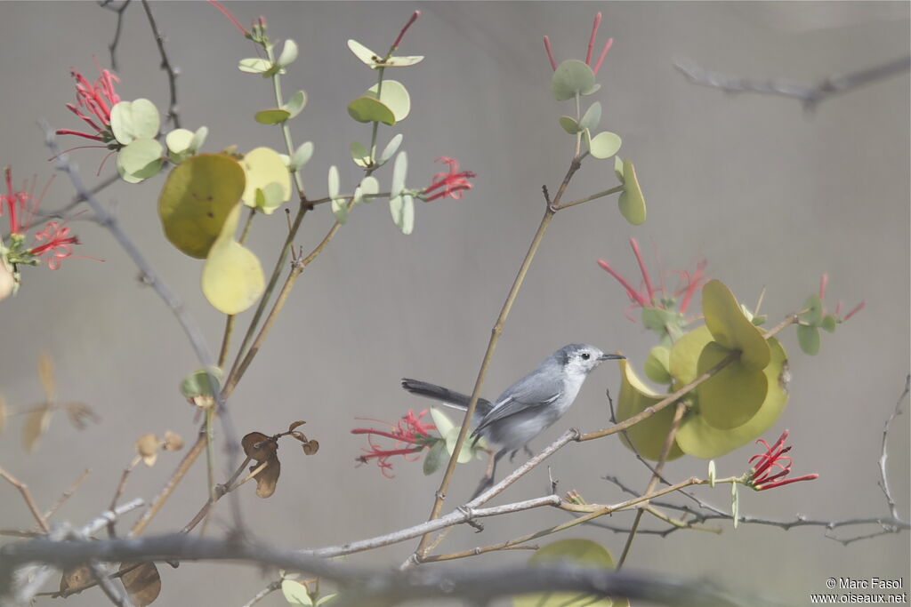 White-browed Gnatcatcher female adult, identification