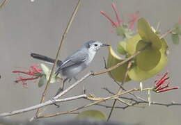 White-browed Gnatcatcher