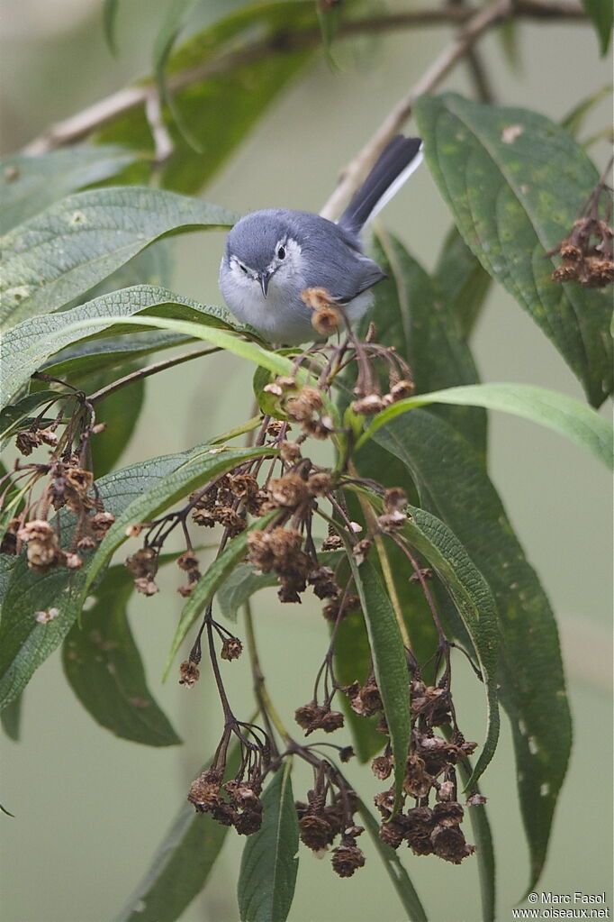 White-browed Gnatcatcher female adult, identification