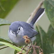 White-browed Gnatcatcher