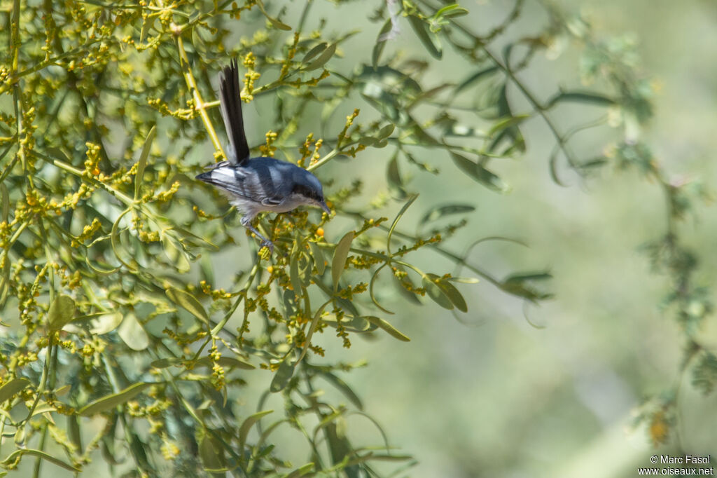 Masked Gnatcatcher male adult, identification