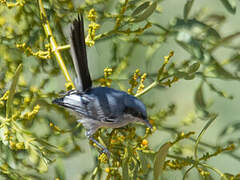 Masked Gnatcatcher