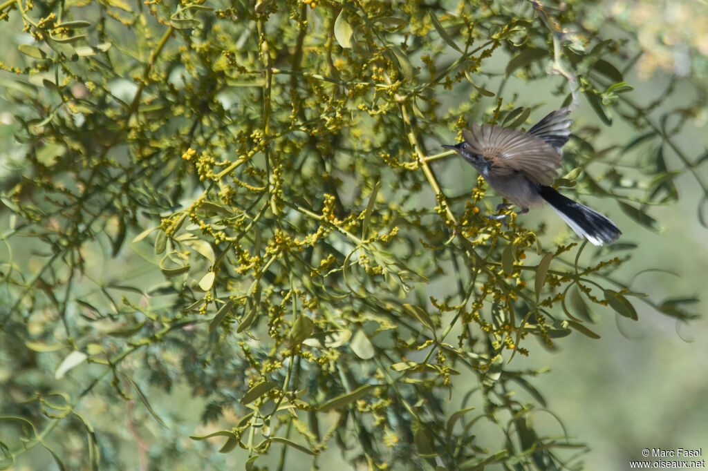 Masked Gnatcatcher female, Flight