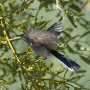 Masked Gnatcatcher