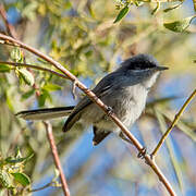 Masked Gnatcatcher