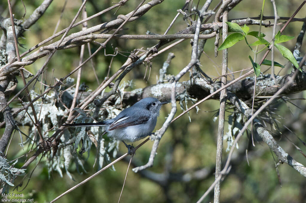 Masked Gnatcatcher female adult, identification