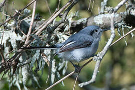 Masked Gnatcatcher