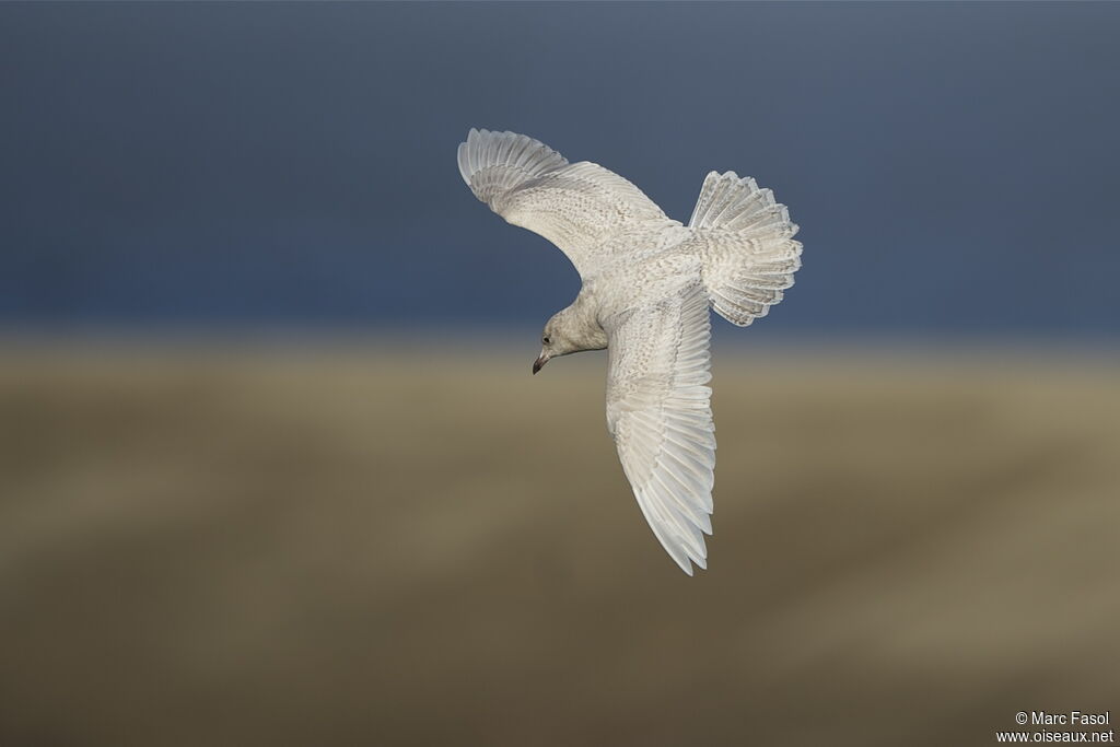 Goéland à ailes blanches1ère année, Vol