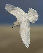 Iceland Gull