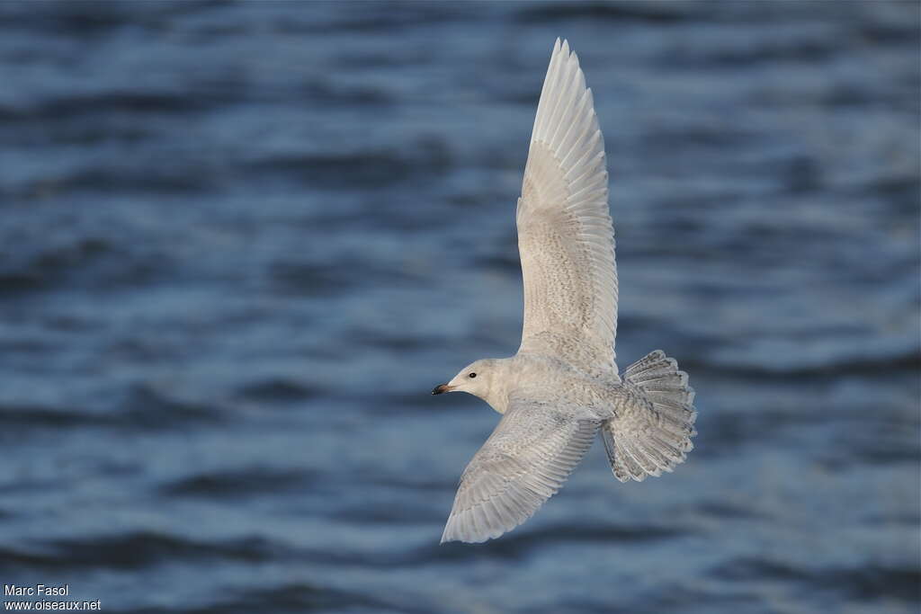 Iceland GullSecond year, Flight