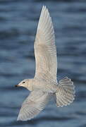 Iceland Gull