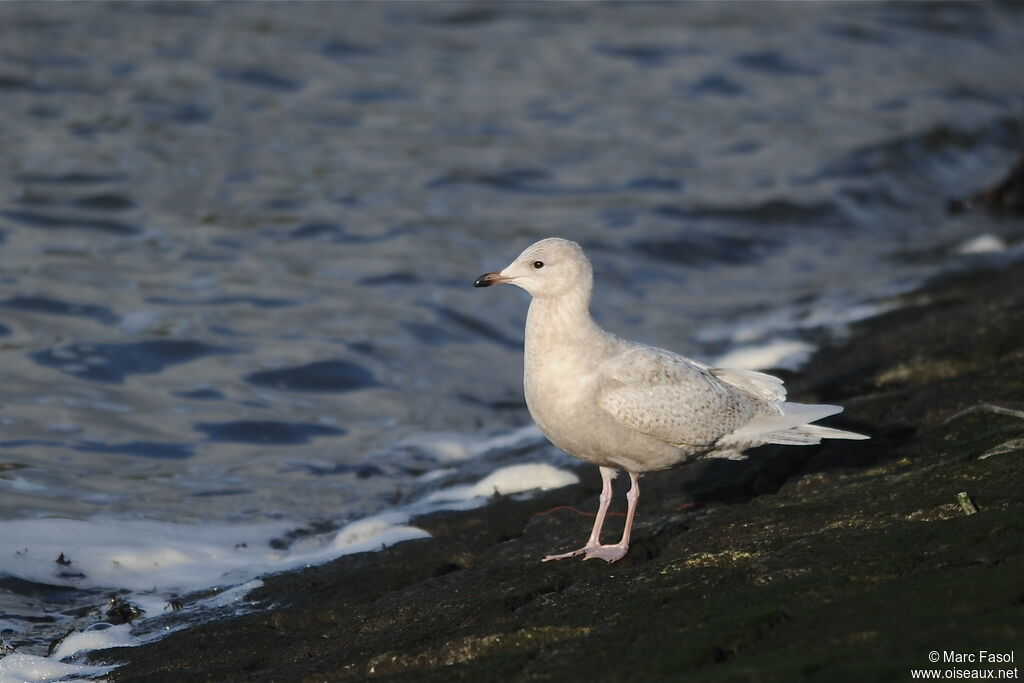 Goéland à ailes blanches1ère année, identification