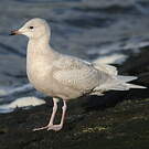 Goéland à ailes blanches
