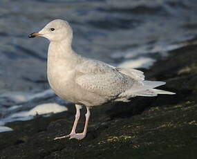 Goéland à ailes blanches