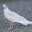 Goéland à ailes blanches