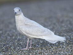 Iceland Gull