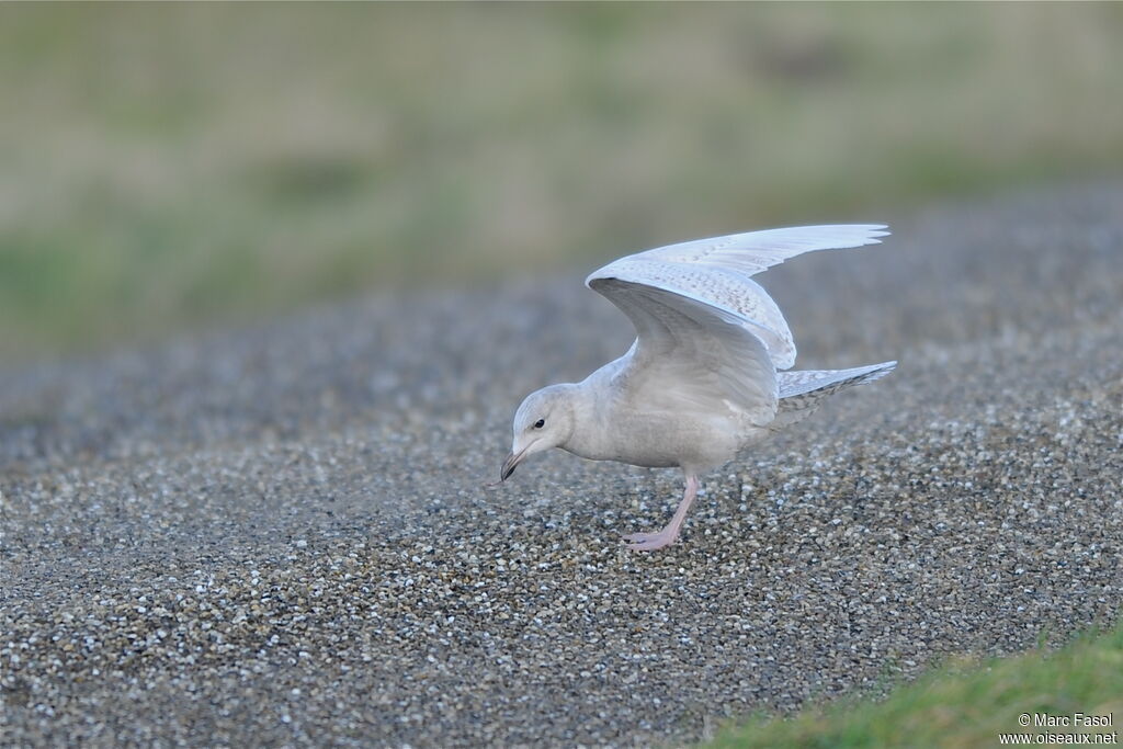 Goéland à ailes blanches1ère année, identification