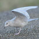 Goéland à ailes blanches