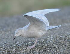 Iceland Gull