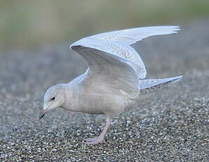 Goéland à ailes blanches