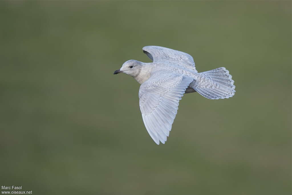 Iceland GullFirst year, Flight