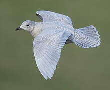 Iceland Gull