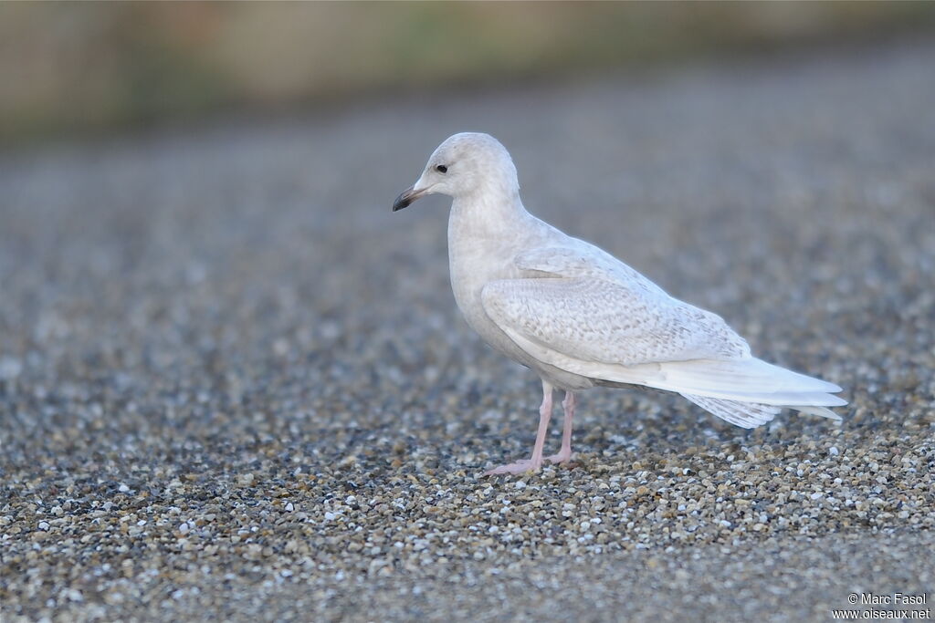 Iceland GullFirst year, identification