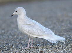 Iceland Gull