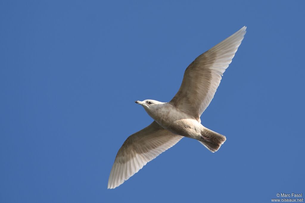 Goéland à ailes blanches3ème année, Vol