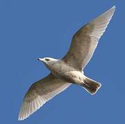 Iceland Gull