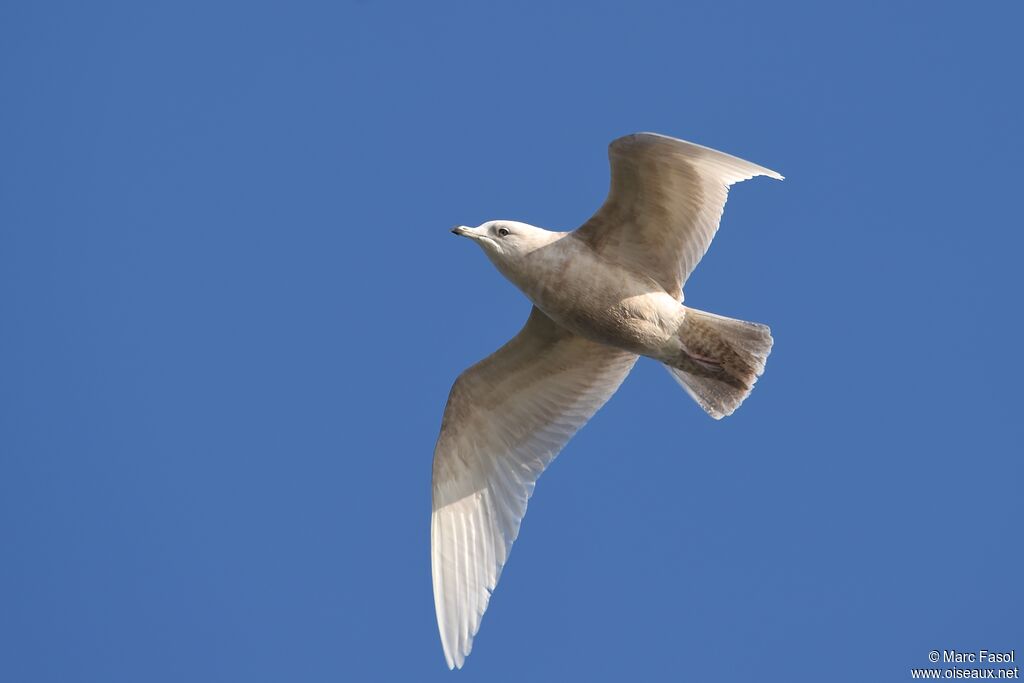 Iceland GullThird  year, Flight