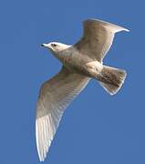 Iceland Gull