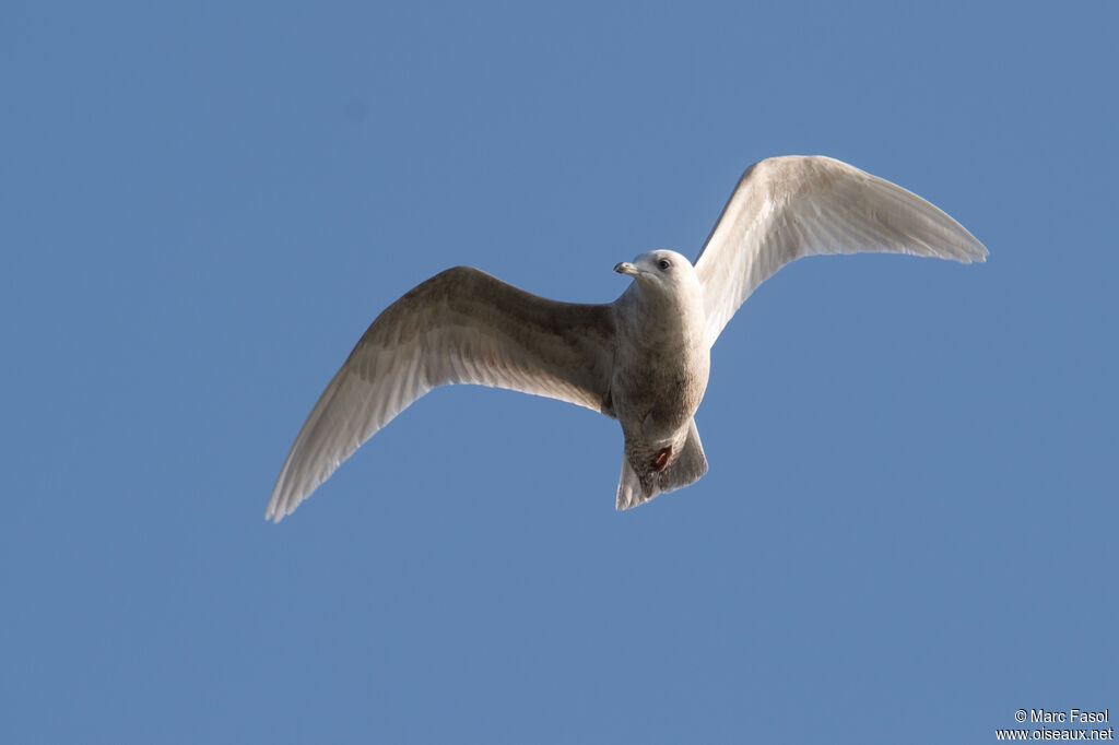 Goéland à ailes blanches3ème année, Vol