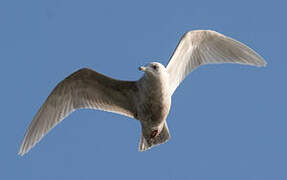 Iceland Gull