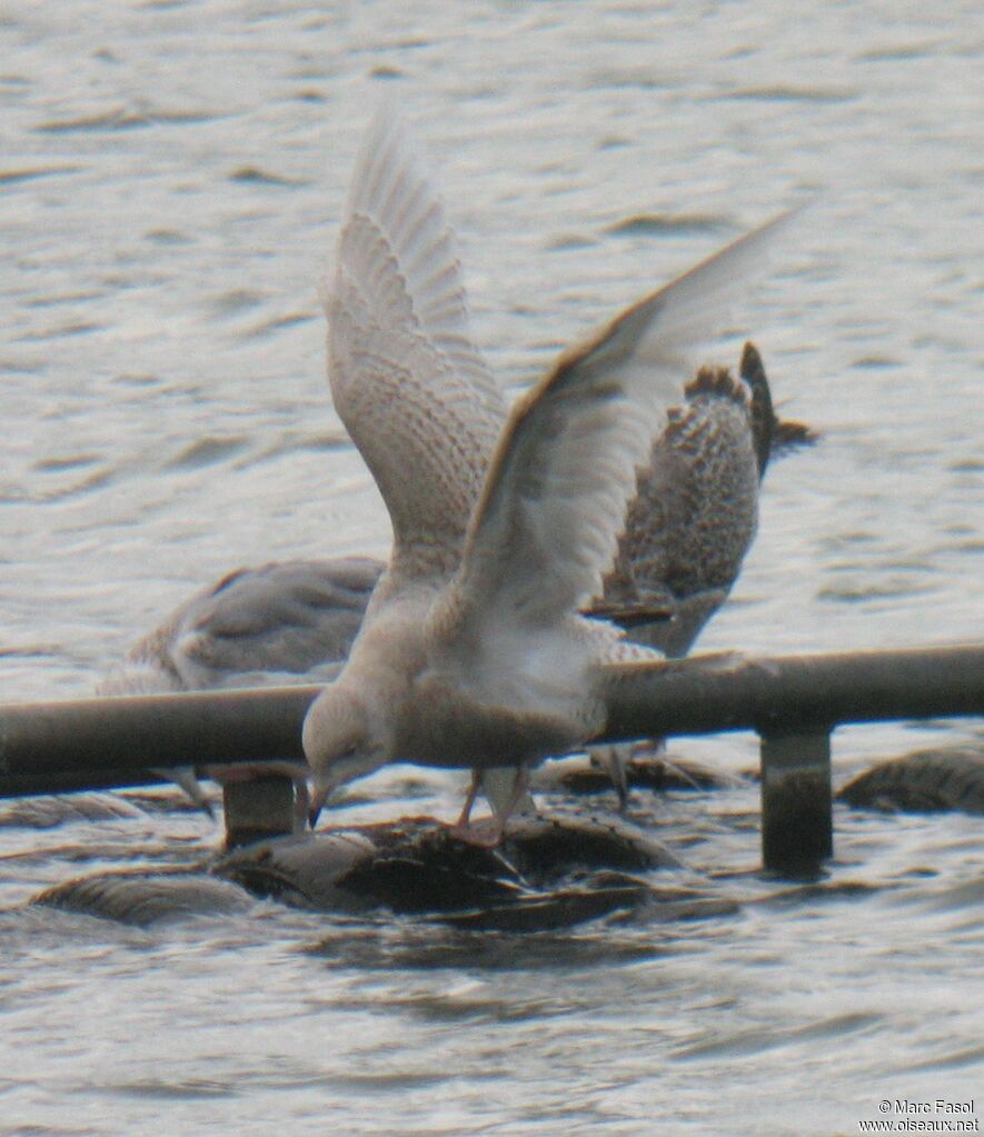 Iceland GullFirst year, identification