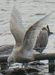 Goéland à ailes blanches