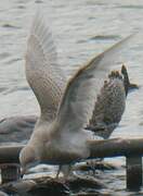 Iceland Gull