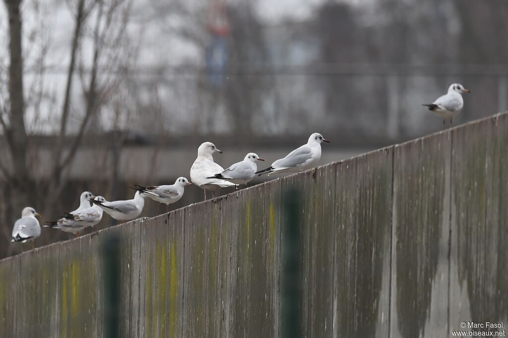 Goéland à ailes blanches3ème année, identification