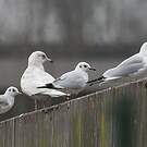 Goéland à ailes blanches