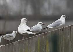 Iceland Gull