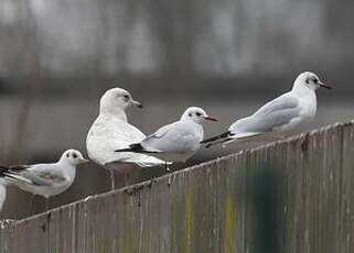 Goéland à ailes blanches