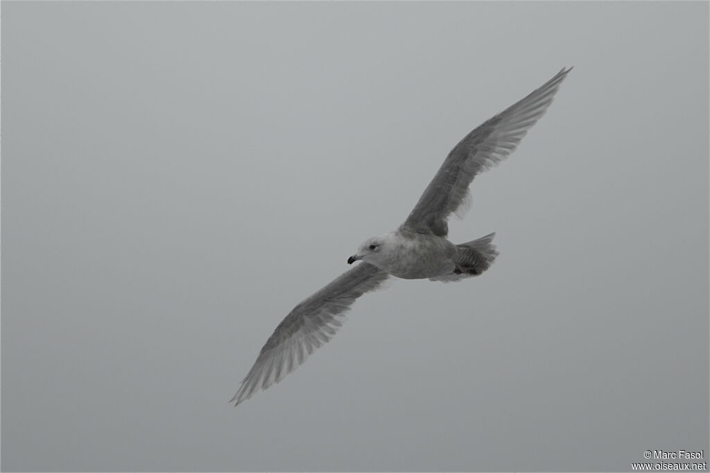 Goéland à ailes blanches3ème année, Vol