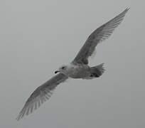 Goéland à ailes blanches