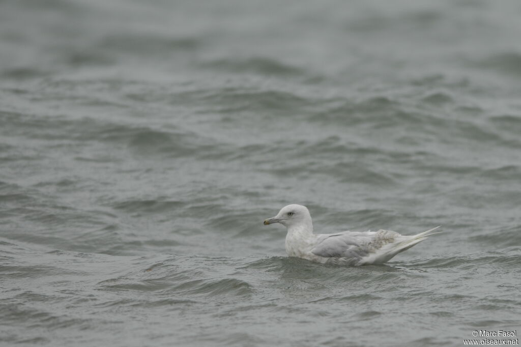 Goéland à ailes blanches4ème année, identification