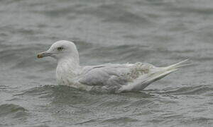 Goéland à ailes blanches