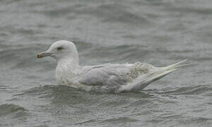 Goéland à ailes blanches