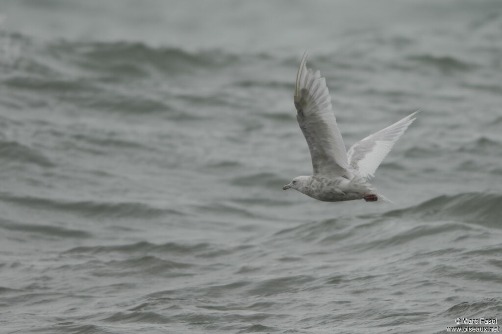 Goéland à ailes blanches4ème année, identification