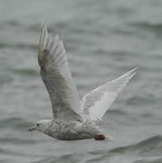 Iceland Gull