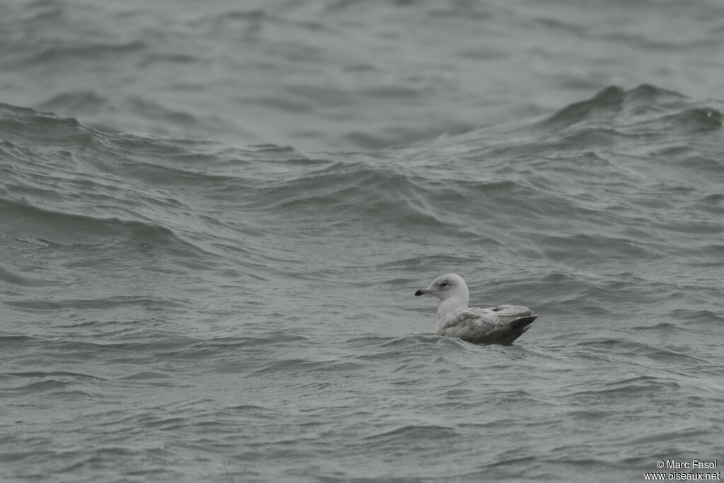 Iceland GullThird  year, identification