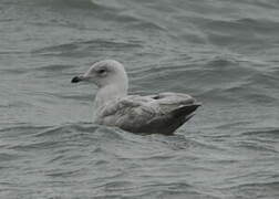 Goéland à ailes blanches